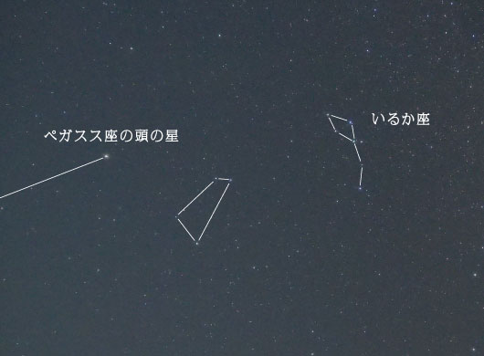 こうま座