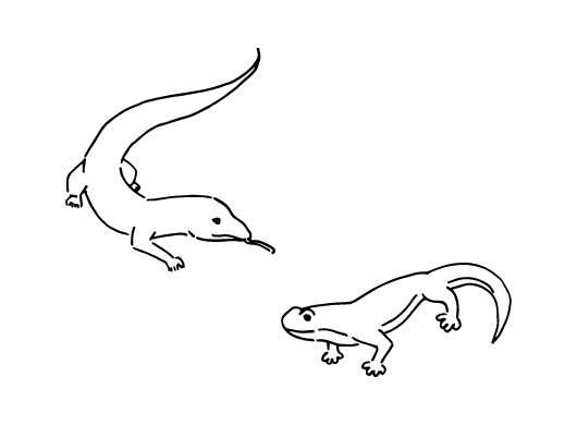 とかげ座